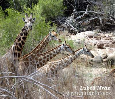 giraffe family