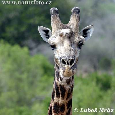 giraffe female