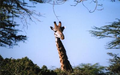 giraffe information