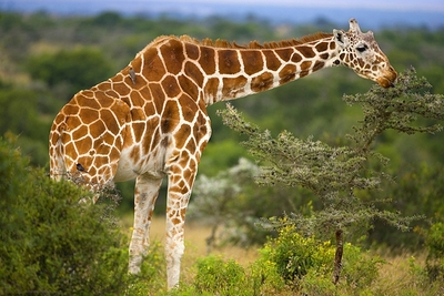 the giraffe