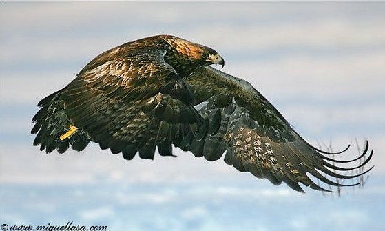 gold eagle