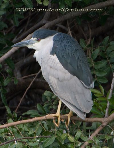 night-heron