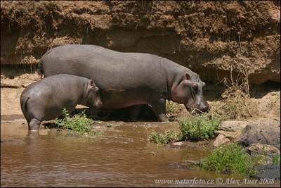 hippo female