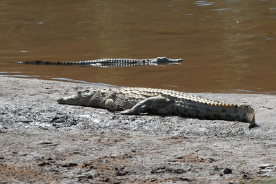 crocodile africa