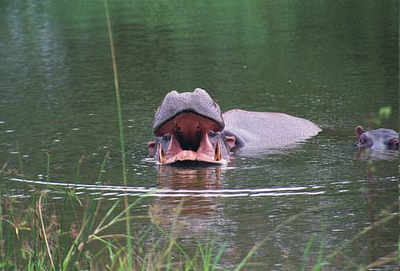 hippo animal