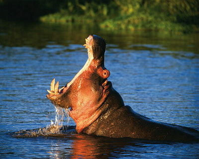 hippo's mouth