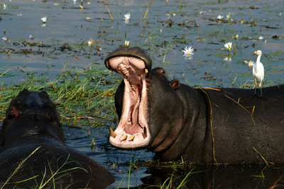 hippos