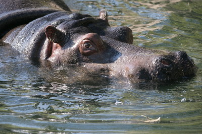 nile hippo
