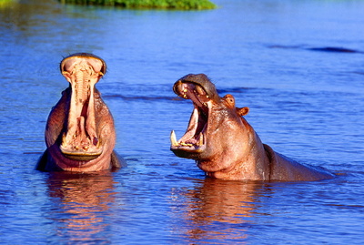 wild hippos