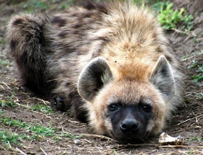 hyenas