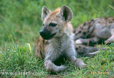 hyena baby