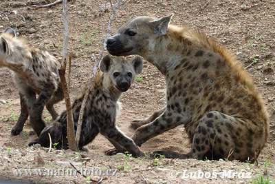 hyena family
