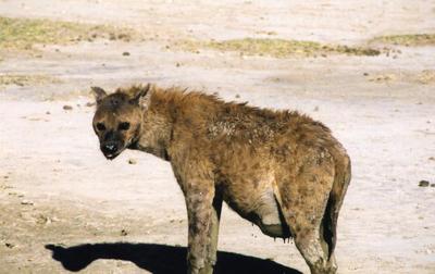 hyenas africa