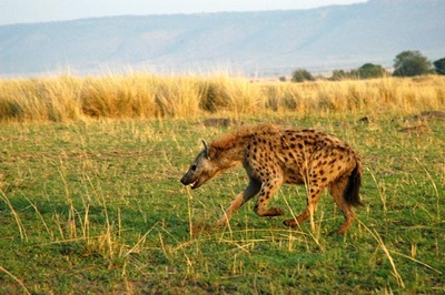 hyena animal