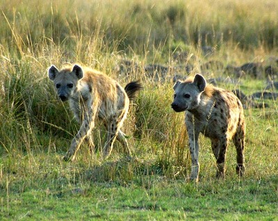 the hyena