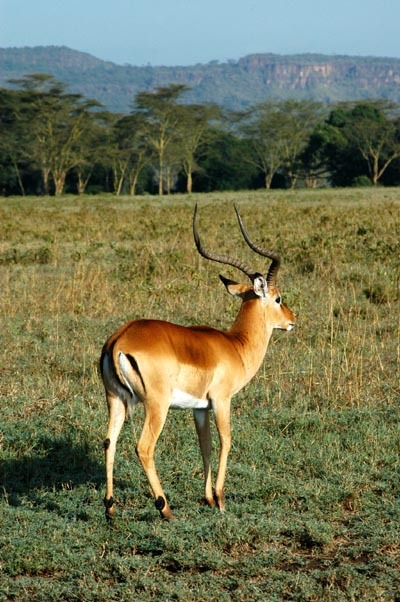 african impala