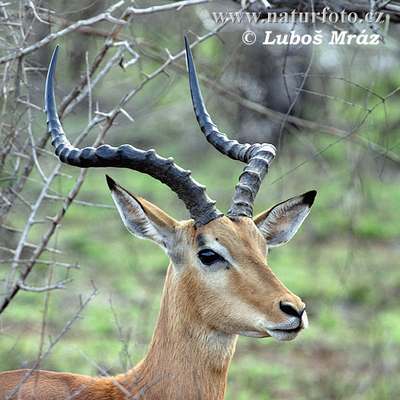 antelope-impala