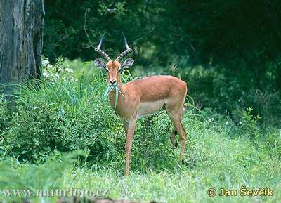 antelope impala wild