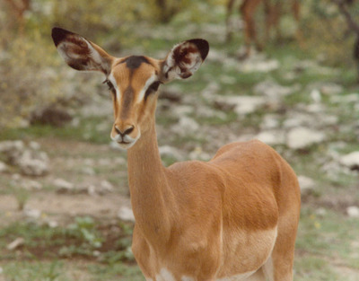 impala female