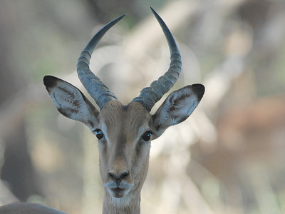 impala's head