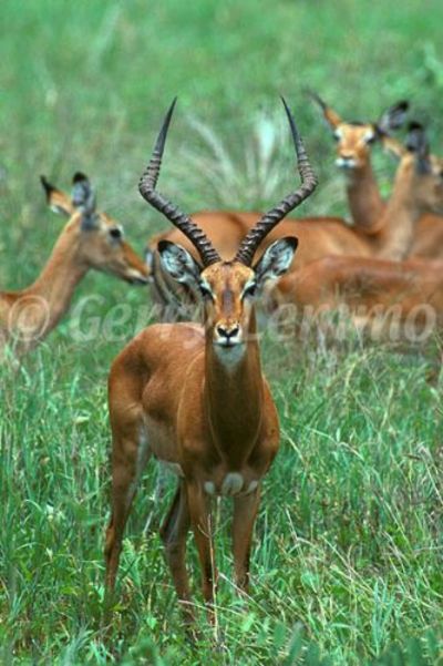 impala male