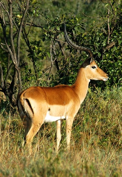 impala