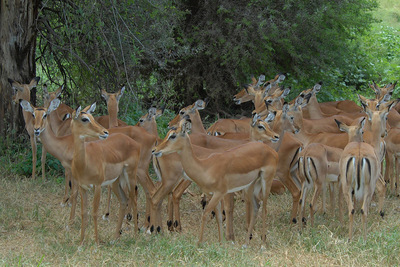 impalas