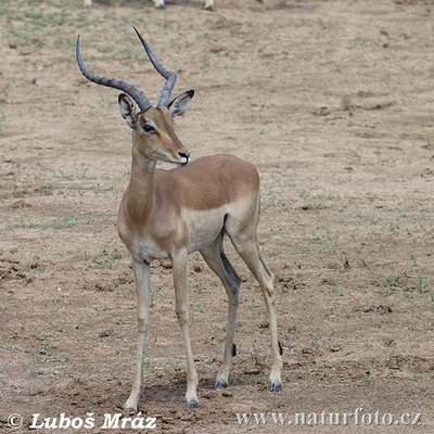 the antelope impala