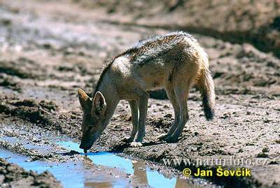 black backed jackal animal