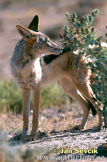 wild jackal