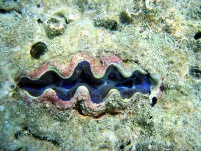 giant clam