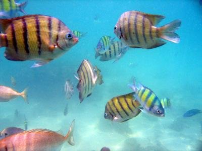 snorkeling at Ko khai nok