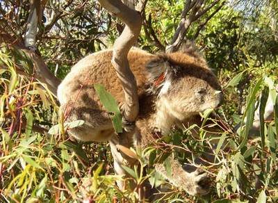 koala tree