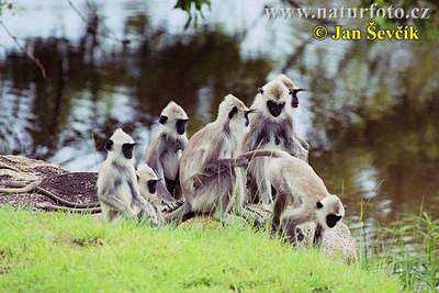 langur monkey pack