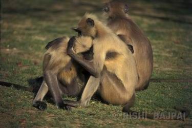 langur behaviour