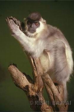 langur monkey