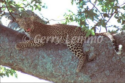 african leopard