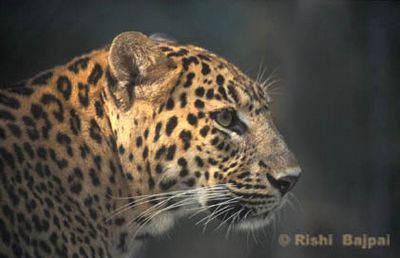 asian leopard