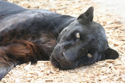 black leopard