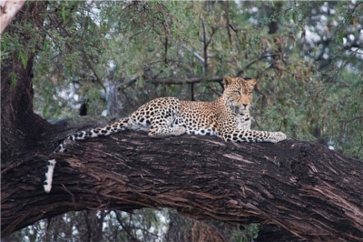 leopard animal