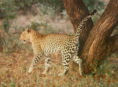leopard cat 