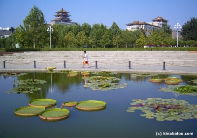 lotus pond