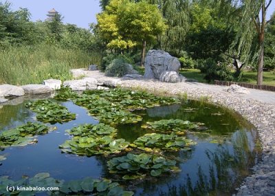 tour in lianhuachi lotus park