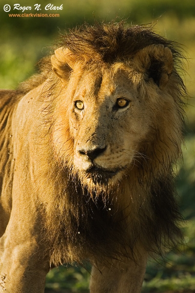 lion behavior