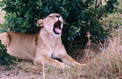 lion animal