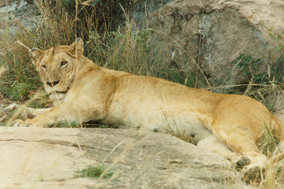 lion female