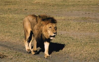 lion in forest