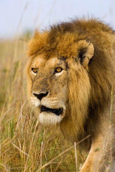 lion male