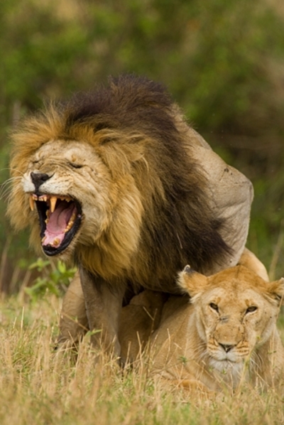 lion's picture