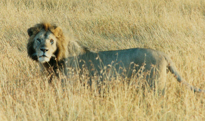 lion wild